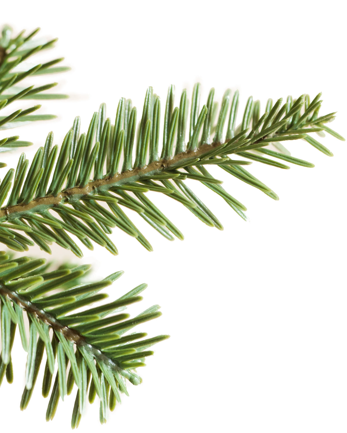 Árvore de Natal Abeto Balsâmico Alpino — 3