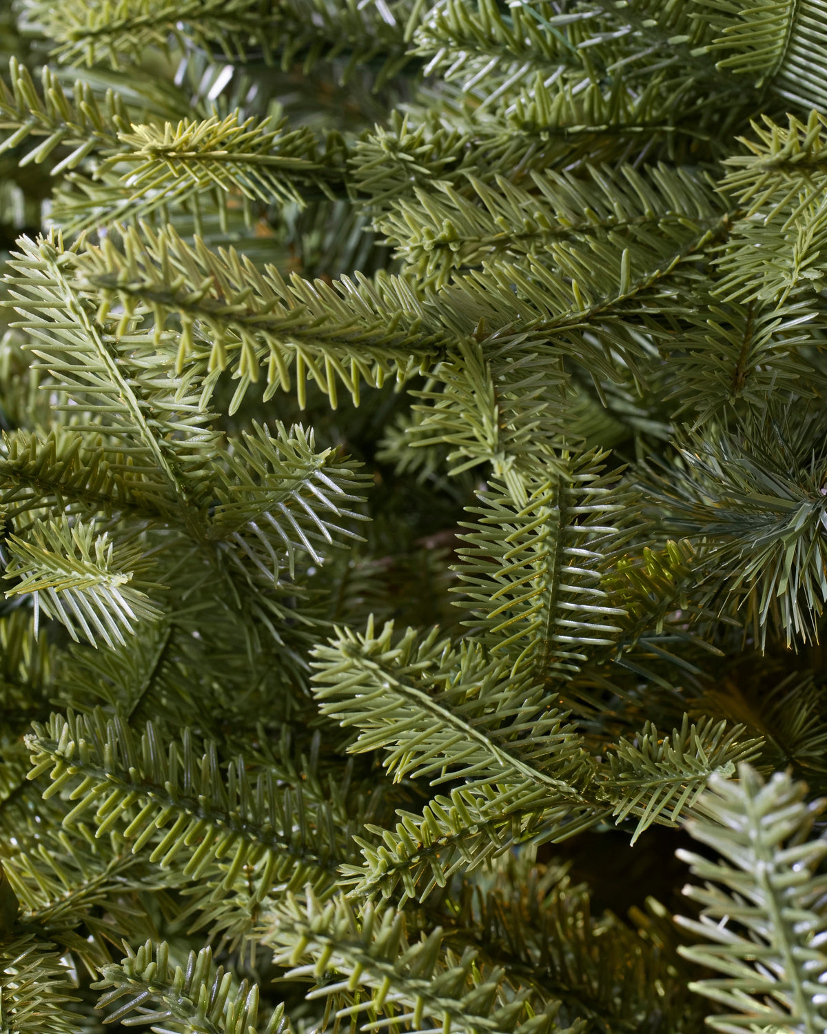 Árvore de Natal Abeto Balsâmico Imperial — 5
