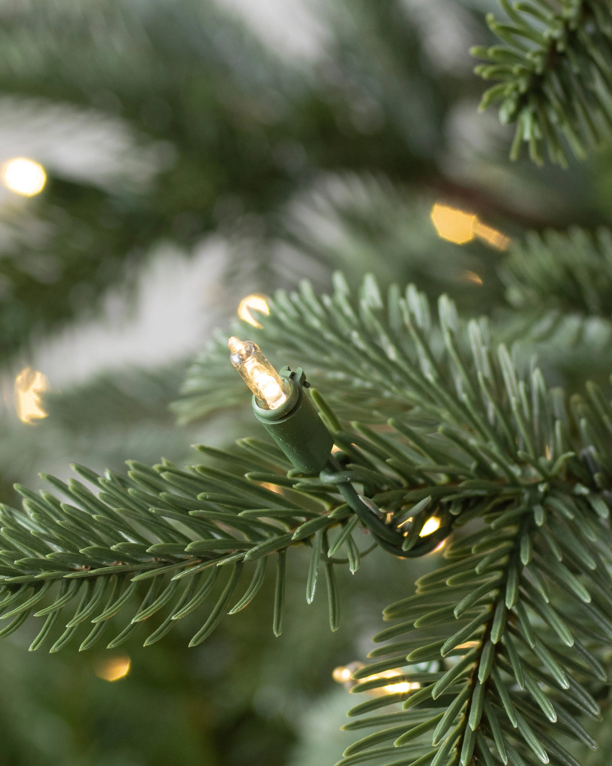 Árvore de Natal Abeto Europeu — 4