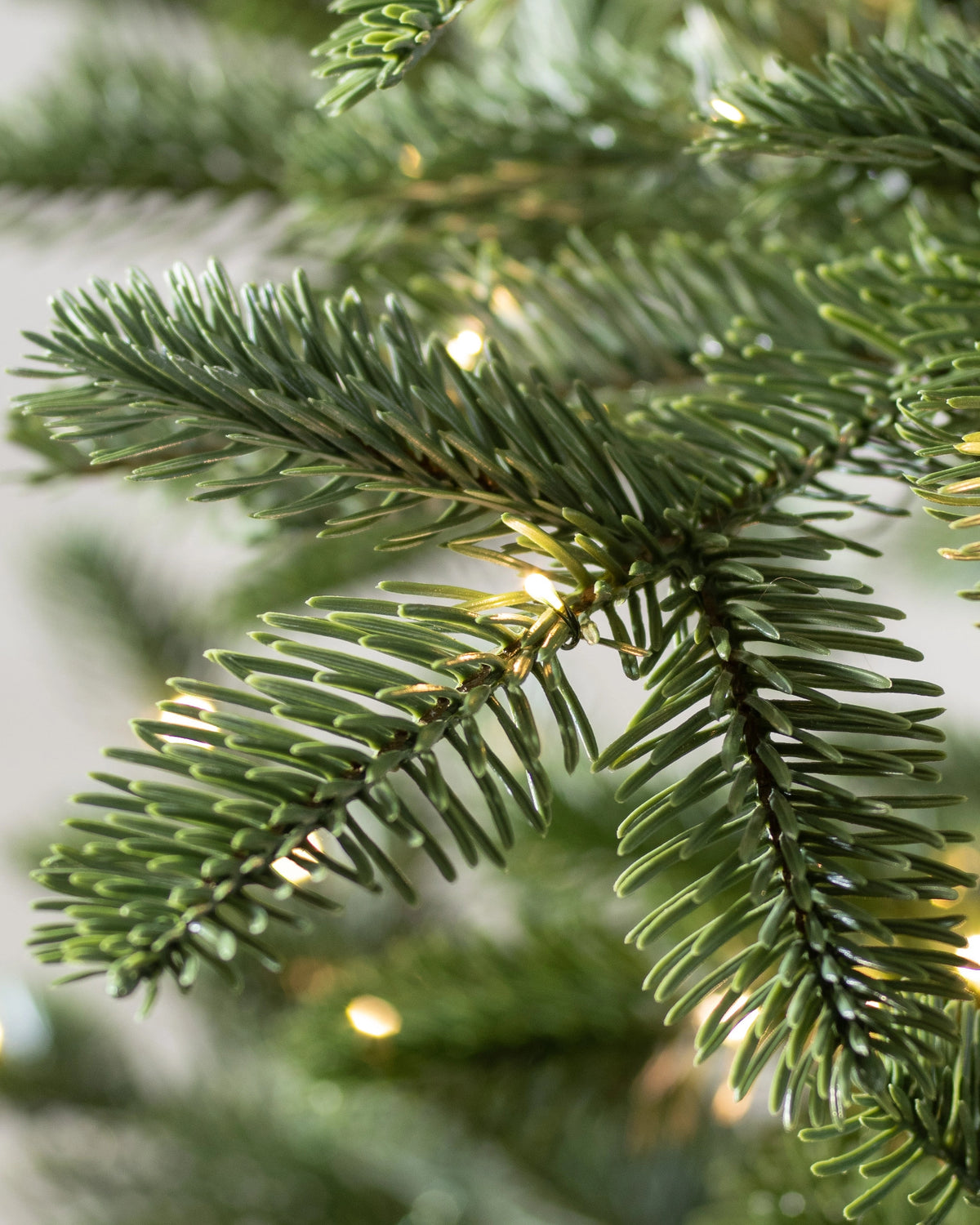 Árvore de Natal Abeto Europeu — 5