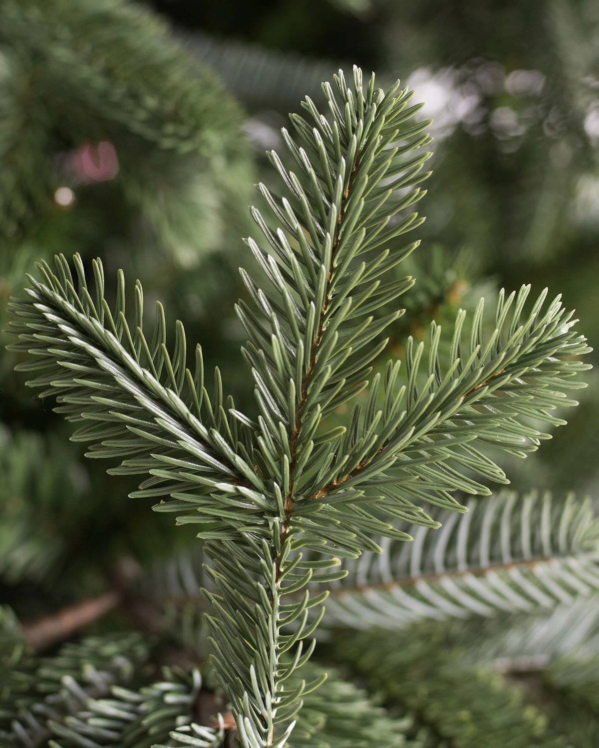 Árvore de Natal Abeto Europeu — 7