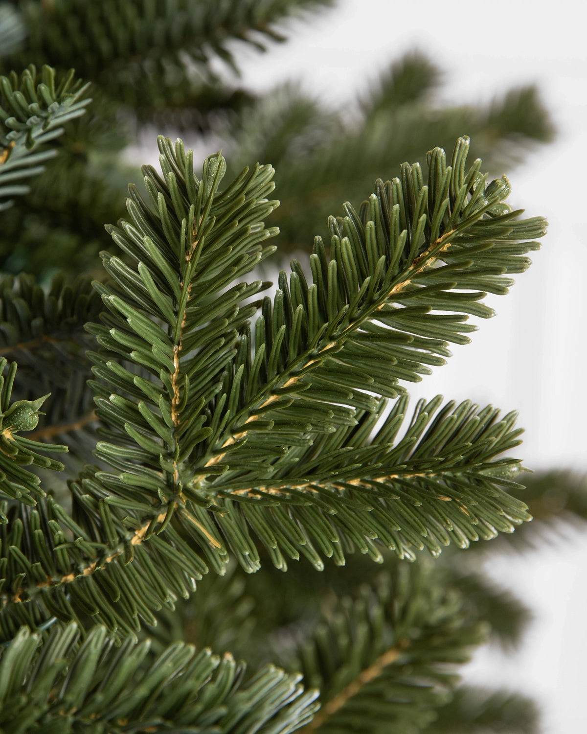 Árvore de Natal Abeto Fraser Imperial — 8