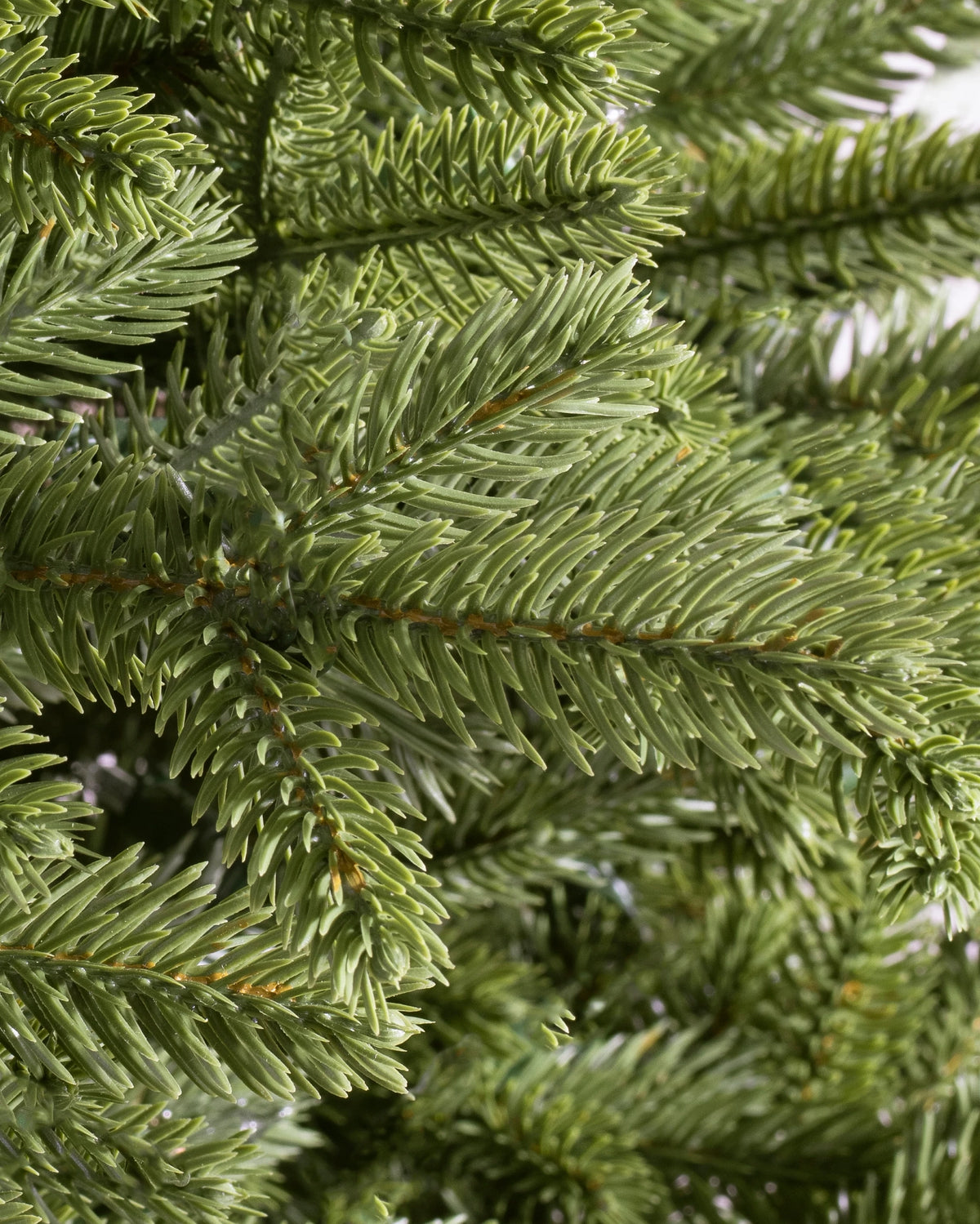 Árvore de Natal Pinheiro Norueguês — 5